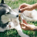 Full Spectrum CBD Products: Differences for Humans and Pets Full Spectrum CBD Products for pets