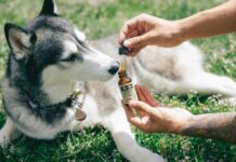 Full Spectrum CBD Products: Differences for Humans and Pets Full Spectrum CBD Products for pets