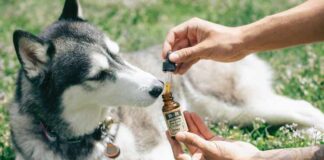 Full Spectrum CBD Products: Differences for Humans and Pets Full Spectrum CBD Products for pets