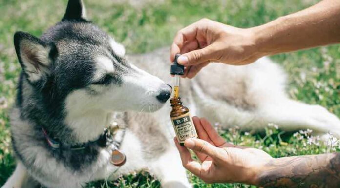 Full Spectrum CBD Products: Differences for Humans and Pets Full Spectrum CBD Products for pets