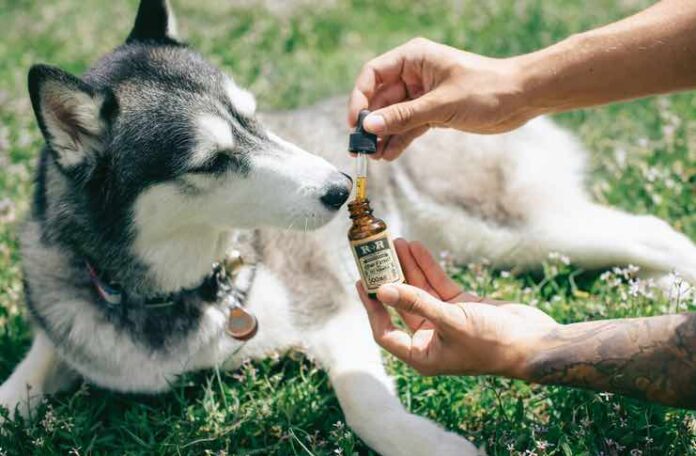 Full Spectrum CBD Products for pets