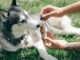 Full Spectrum CBD Products: Differences for Humans and Pets Full Spectrum CBD Products for pets