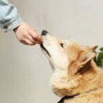 Magic Mushroom Gummies for Pets vs Humans: A Detailed Guide Magic Mushroom Gummies for Pets