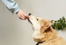Magic Mushroom Gummies for Pets vs Humans: A Detailed Guide Magic Mushroom Gummies for Pets