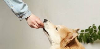 Magic Mushroom Gummies for Pets vs Humans: A Detailed Guide Magic Mushroom Gummies for Pets