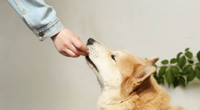 Magic Mushroom Gummies for Pets vs Humans: A Detailed Guide Magic Mushroom Gummies for Pets