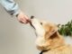 Magic Mushroom Gummies for Pets vs Humans: A Detailed Guide Magic Mushroom Gummies for Pets