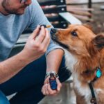 How Pet Owners Can Use CBD To Reduce Stress and Anxiety in Their Pets: A Short Guide CBD To Reduce Stress and Anxiety in Their Pets