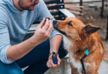 How Pet Owners Can Use CBD To Reduce Stress and Anxiety in Their Pets: A Short Guide CBD To Reduce Stress and Anxiety in Their Pets