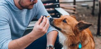 How Pet Owners Can Use CBD To Reduce Stress and Anxiety in Their Pets: A Short Guide CBD To Reduce Stress and Anxiety in Their Pets