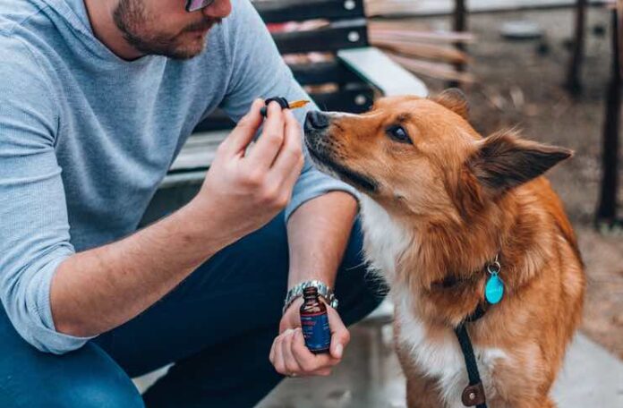 CBD To Reduce Stress and Anxiety in Their Pets