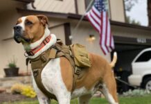 The Legal Tail: How Service Animals Are Protected by Law How Service Animals Are Protected by Law