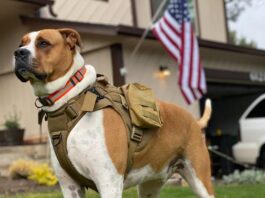 The Legal Tail: How Service Animals Are Protected by Law How Service Animals Are Protected by Law