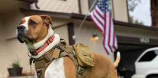The Legal Tail: How Service Animals Are Protected by Law How Service Animals Are Protected by Law