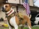 The Legal Tail: How Service Animals Are Protected by Law How Service Animals Are Protected by Law