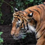 Implications of Wildlife Trafficking in the U.S. Wildlife Trafficking in the U.S.