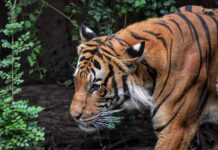 Implications of Wildlife Trafficking in the U.S. Wildlife Trafficking in the U.S.