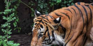 Implications of Wildlife Trafficking in the U.S. Wildlife Trafficking in the U.S.