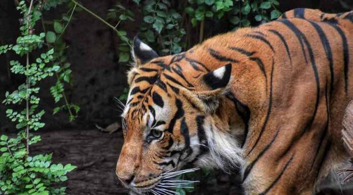 Implications of Wildlife Trafficking in the U.S. Wildlife Trafficking in the U.S.
