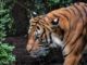 Implications of Wildlife Trafficking in the U.S. Wildlife Trafficking in the U.S.