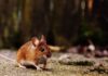 The Pros and Cons of Using Live Feeder Mice for Your Pet’s Diet Using Live Feeder Mice