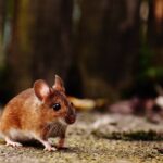 The Pros and Cons of Using Live Feeder Mice for Your Pet’s Diet Using Live Feeder Mice