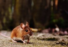 The Pros and Cons of Using Live Feeder Mice for Your Pet’s Diet Using Live Feeder Mice