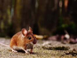 The Pros and Cons of Using Live Feeder Mice for Your Pet’s Diet Using Live Feeder Mice