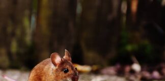 The Pros and Cons of Using Live Feeder Mice for Your Pet’s Diet Using Live Feeder Mice