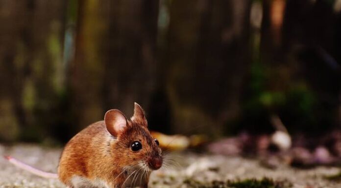 The Pros and Cons of Using Live Feeder Mice for Your Pet’s Diet Using Live Feeder Mice