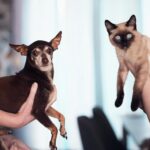 Cats vs. Dogs: Which Makes the Perfect Family Pet? Which Makes the Perfect Family Pet