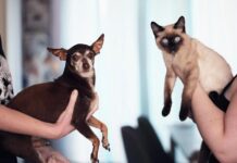 Cats vs. Dogs: Which Makes the Perfect Family Pet? Which Makes the Perfect Family Pet