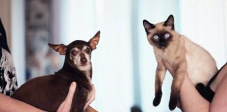 Cats vs. Dogs: Which Makes the Perfect Family Pet? Which Makes the Perfect Family Pet