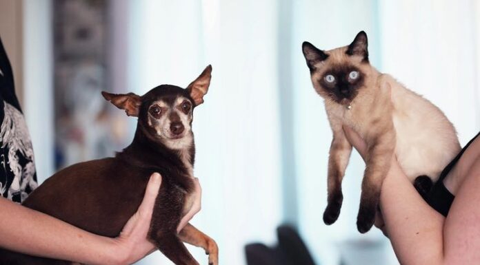 Cats vs. Dogs: Which Makes the Perfect Family Pet? Which Makes the Perfect Family Pet