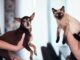 Cats vs. Dogs: Which Makes the Perfect Family Pet? Which Makes the Perfect Family Pet