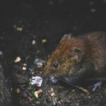How to Safely Keep Your Home Pest-Free Without Harming Your Pets How to Safely Keep Your Home Pest-Free Without Harming Your Pets