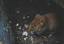 How to Safely Keep Your Home Pest-Free Without Harming Your Pets How to Safely Keep Your Home Pest-Free Without Harming Your Pets