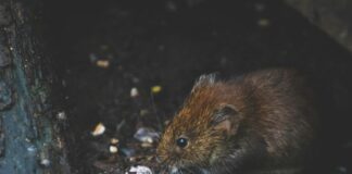 How to Safely Keep Your Home Pest-Free Without Harming Your Pets How to Safely Keep Your Home Pest-Free Without Harming Your Pets