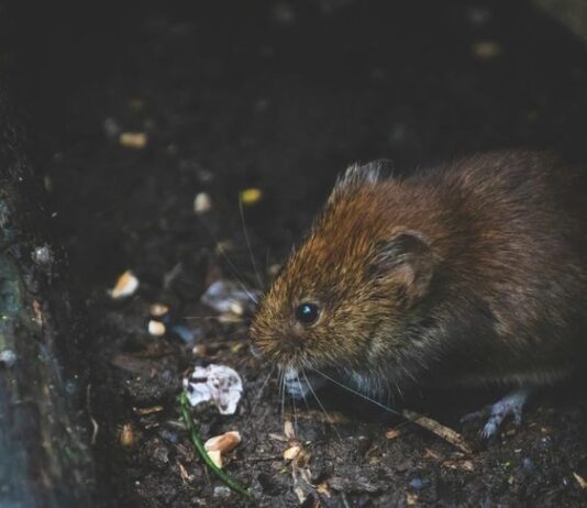 How to Safely Keep Your Home Pest-Free Without Harming Your Pets How to Safely Keep Your Home Pest-Free Without Harming Your Pets