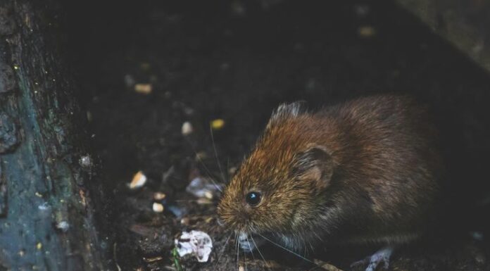 How to Safely Keep Your Home Pest-Free Without Harming Your Pets How to Safely Keep Your Home Pest-Free Without Harming Your Pets
