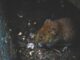 How to Safely Keep Your Home Pest-Free Without Harming Your Pets How to Safely Keep Your Home Pest-Free Without Harming Your Pets
