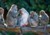 A Journey Through the Animal Kingdom: Navigating The Personal Injury Lawsuit Appeals Process Animal Kingdom
