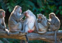 A Journey Through the Animal Kingdom: Navigating The Personal Injury Lawsuit Appeals Process Animal Kingdom