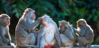 A Journey Through the Animal Kingdom: Navigating The Personal Injury Lawsuit Appeals Process Animal Kingdom