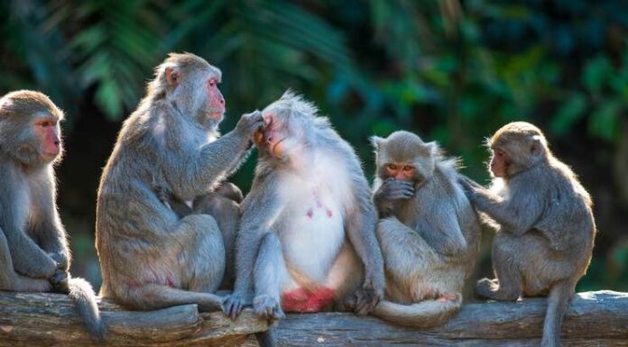 A Journey Through the Animal Kingdom: Navigating The Personal Injury Lawsuit Appeals Process Animal Kingdom
