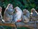 A Journey Through the Animal Kingdom: Navigating The Personal Injury Lawsuit Appeals Process Animal Kingdom