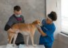An Animal Kingdom Perspective on How To Manage Medical Treatment In A Workers’ Compensation Case Animal Kingdom Perspective on How To Manage Medical Treatment