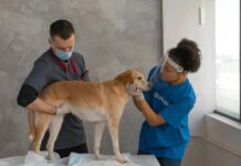 An Animal Kingdom Perspective on How To Manage Medical Treatment In A Workers’ Compensation Case Animal Kingdom Perspective on How To Manage Medical Treatment