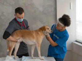 An Animal Kingdom Perspective on How To Manage Medical Treatment In A Workers’ Compensation Case Animal Kingdom Perspective on How To Manage Medical Treatment