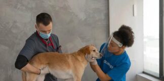 An Animal Kingdom Perspective on How To Manage Medical Treatment In A Workers’ Compensation Case Animal Kingdom Perspective on How To Manage Medical Treatment